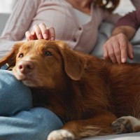 犬が『飼い主の近くに寄ってくる』心理５選　主な理由やくっついてもらうためにできることまで