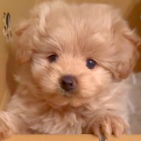 耳が垂れていた赤ちゃん犬→片耳だけ立ったと思ったら…完全に予想外な『まさかの展開』が13万再生「笑ったｗ」「変わりすぎで草」と絶賛