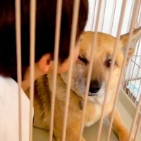保護犬のことが大好きな男の子→突然『チューをした』結果…あまりにも尊い『お互いのやり取り』が8万再生「幸せすぎる日常」「素敵な家族」