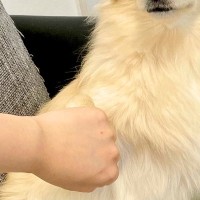 肉球に薬を塗った犬が『舐めないように』と手を繋いでいたら…まさかの『恋に落ちた表情』に4万いいね「笑ったｗ」「音楽流れ始めそうｗ」と絶賛