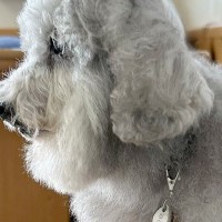 ふわふわ犬の頭に『ドライヤーを当てた』結果→可愛く仕上がると思ったら…衝撃的な『まさかの髪型』に6万いいね「吹いた」「ニードルプードル」