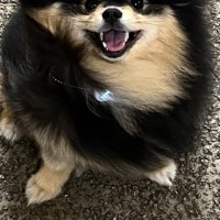 『この人、犬好きだ！』と、気付いたポメ→次の瞬間…想定以上に可愛い『まさかのリアクション』に3万いいね「ぜひ会いたい…」「いい顔」と絶賛