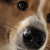 『絶対に悪いことしてきたね』可愛い顔で近付いてきた犬→まさかの『分かりやすすぎる顔面』に1万いいね集まる「ガッツリで草」「いい笑顔ｗｗ」