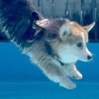 短足の犬が『プールに飛び込む瞬間』を撮影→思った以上に『美しすぎるフォーム』に4万いいね集まる「素晴らしい」「オリンピック出れる」と絶賛