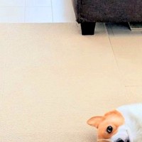 ゴミ出しで外出→家に帰った瞬間、犬が壁で…何度も見たくなる『まさかの行動』に4万いいね「毎日ゴミ出ししたくなる」「ご苦労さんって顔ｗ」