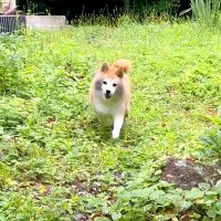 庭で遊んでいた犬→戻ってきたと思ったら…まさかの『違う動物になった姿』に10万いいね集まる「最高に楽しそう」「しっぽフリフリｗ」と絶賛