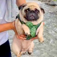 川遊びにきた犬→抱っこで降ろそうとした瞬間…想定以上に可愛い『イメトレを欠かさない光景』に9万いいね集まる「愛されてるの伝わる」と絶賛