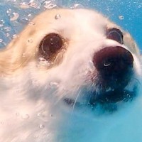 泳ぐのが大好きな犬を『水中で撮影してみた』結果…まさかの『別の動物になってしまった光景』に4万いいね集まる「コギザラシ」「さすが海の犬」