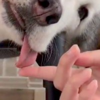 普段はイケメンなハスキー犬が『脱力し過ぎてしまった』結果→あまりにもゆるい『赤ちゃんすぎる表情』が49万表示「素晴らしい」「可愛すぎる」