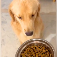 食に興味がない大型犬→流行りの『興味を持ってもらう方法』を試したら…驚きの光景が48万再生「絶対うまいやつ」「うちもやります」共感の声も