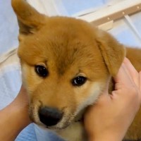 カラスに怯える赤ちゃん犬→安心させようと『名前』を呼んだら…とんでもなく尊い『初めて名前を認識した瞬間』に悶絶「愛おしすぎ」「可愛い…」