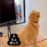 パパが出張に行って悲しむ大型犬→数日後、帰ってきた瞬間に…愛が強すぎる『おかえりなさいの仕方』が9万再生「感動した」「階段５往復ｗ」