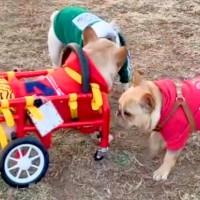 病気で車椅子を余儀なくされた犬→慣れなくて歩けずにいたら『初対面の犬たち』が…涙あふれる『まさかの行動』に反響「泣ける…」「いい友達」