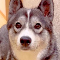 大型犬に『パパが１週間ぶりに帰ってくるよ』と伝えた結果→玄関から動かなくなり…あまりにも尊い『おかえりなさいの光景』に「可愛すぎ」と反響
