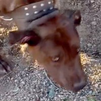 1年間も庭に放置されていた犬→隣の家に引っ越してきた家族が…1年後の『涙あふれるお誕生日の光景』に反響「幸せそう」「おめでとう」祝福の声も