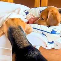 赤ちゃんが寝ているベッドに近付く2匹の犬→気になって仕方なく…可愛いが大渋滞している光景が3万再生「思いっきりクンクンｗ」「優しい」
