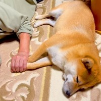 買い物中『おばあちゃんに犬を預けた』結果→帰宅したら…泣けてくるほど『愛おしい光景』が389万再生「どっちも可愛い」「涙出た」現在の姿も