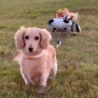 病気で走れなくなった16歳の老犬→同居犬とリードを繋いでみたら…涙あふれる『感動的な光景』に反響「心が温かくなる…」「嬉しすぎて泣けた」