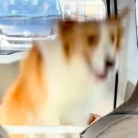 犬と一緒に車に乗っていたら、後部座席で…絶対に二度見してしまう『衝撃的な行動』が184万再生「完璧に対策しててワロタ」「慣性の法則ｗ」