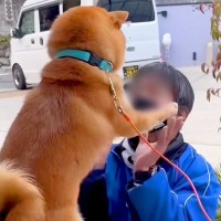 朝、佐川急便の配達員が家にきた結果→『大好き』が溢れてしまった犬が…あまりにも尊い光景が152万再生「可愛すぎ」「前世恋人？」現在の姿も