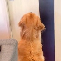 ドアの前でソワソワする大型犬→おじいちゃんとおばあちゃんが入ってきた瞬間…全身全霊の『おもてなしをする光景』が13万再生「可愛すぎ」