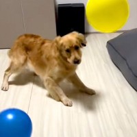 『たくさんの風船が出てきたら、大型犬はどうするのか？』検証したら…100点満点な『面白すぎる光景』が13万再生「最初ｗ」「テンパって草」