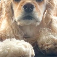 いつも午前中は寝ている犬を『朝の7時30分』に起こしたら、車内で…思わず笑う『表情』が24万再生「ペニーワイズ？」「ダイアンのユースケ」