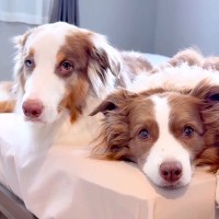 犬２匹に『散歩』と似た言葉を言ってみた結果→つられるかと思ったら…もはや人間レベル？天才すぎる光景が31万再生「素晴らしい」「お利口」