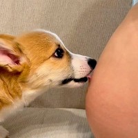 妊娠中、おなかの中の赤ちゃんに『犬が挨拶をし続けて…』→生まれて初めてのご対面が『尊すぎる』と反響「私も守ってほしい」の声も
