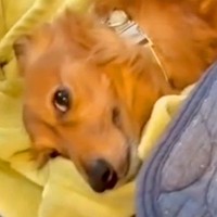 『4年間、毎日犬と一緒の布団で寝た』結果…幸せすぎる『就寝前ルーティン』がたまらないと109万再生「悶絶する可愛さ」「大好きが伝わる」