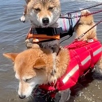 海を怖がって震える犬→姉犬が一緒に入ってくれて『もう大丈夫』と思ったら…予想外な『まさかの光景』が85万再生「人間みたいｗ」「沈めて草」