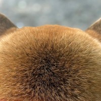 犬の後ろ姿を撮影→『なにかに似てるな』と思ったら…もはや犬に見えない『まさかの後頭部』に3万いいね集まる「撫で回したい」「もふもふｗ」