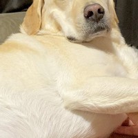 午前5時30分→寝ている大型犬に『朝のお散歩に行くよ』と伝えた結果…犬とは思えない『まさかの態度』に反響「ほぼ人間で草」「かわいいｗ」