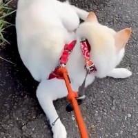 散歩中、足が痛くなったママ→一人で先に帰宅すると、犬が気づいて…愛に溢れた『まさかの行動』が泣けると反響「優しい…」「感動」と5万再生