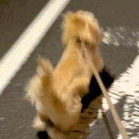 夜道でパパを発見した瞬間、走り出した犬→熱烈歓迎するかと思いきや…予想外だった『コントのような行動』に爆笑「笑いわかってるｗ」「吹いた」