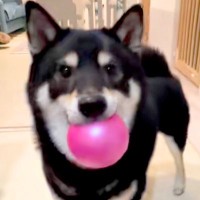 『どうやってんのｗｗ』ボールをキャッチした犬→次の瞬間…まさかの『野球選手並みの送球』が46万再生「なんで飛ぶのｗ」「ペッてかわいいｗ」