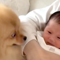 『生まれて４日赤ちゃん』と犬を会わせてみた結果→嬉しくなりすぎて…思った以上に『感情ダダ漏れな光景』に反響「お姉ちゃんだ」「しっぽ凄い」