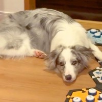 世界一賢い犬種に『宅配が来たら教えてね』とお願いした結果…人間顔負けの『まさかの対応』が33万再生「すごいしか言えない…」「天才」