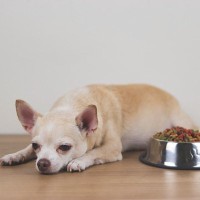 犬が暑さで食欲をなくしたときに試せる4つの工夫　元気を取り戻すコツから注意点まで解説