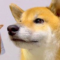 お肉を持って『お手』と言うと応える犬→食べ終わると…まるでコントのような『180度違う態度』が10万再生「最高ｗ」「一生見ていられる」