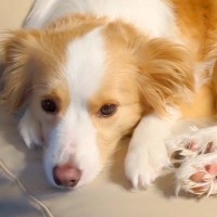 急にくっつくようになった犬→心配で病院に連れて行ったら…獣医から告げられた『想定外の診断結果』に爆笑の声「声出して笑った」「安心ｗ」