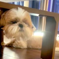 『超ビビったｗｗ』犬が床で伏せていると思ったら、頭と体が分裂して…可愛すぎる『イリュージョンな光景』に反響「頭でかくて草」「こわｗ」