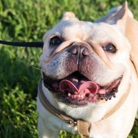 犬が『嬉しくてたまらない』ときにみせる仕草4つ　喜びのサインから注意すべきポイントまで解説