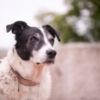 犬が『警戒中』に見せるサイン4選　落ち着かせるためのコツから注意すべきNG行動まで