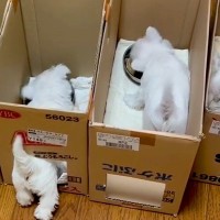 ご飯を食べる6匹の赤ちゃん犬→あまりにも可愛い『一蘭スタイルの食事』が203万再生「ルール守ってない客いて草」「コーヒー吹いたｗ」と絶賛