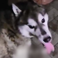 『引っ越すから飼えない』炎天下の中、鎖に繋がれ放置された大型犬…『命を救いたい』と最善を尽くした結果→涙溢れる光景に反響「本当よかった」