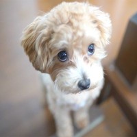 犬が叱られたときにやりがちな仕草4選　考えられる心理から信頼関係を保つ接し方までタイトルに沿った記事をお書きください。