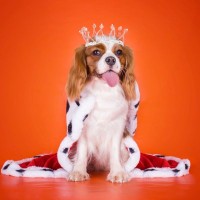犬も飼い主を馬鹿にする？そう感じる行動４選　信頼関係が築けていない時の特徴や改善する方法とは