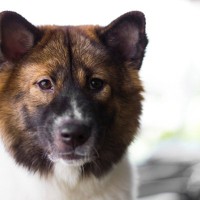 犬が『捨てられた』と勘違いする飼い主の行動4選　愛犬に不安感を抱かせないためにすべきケアまで