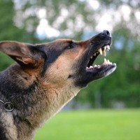 『吠えている犬』への絶対NG行為4選　余計に鳴くようになる飼い主の行動や正しいしつけまで